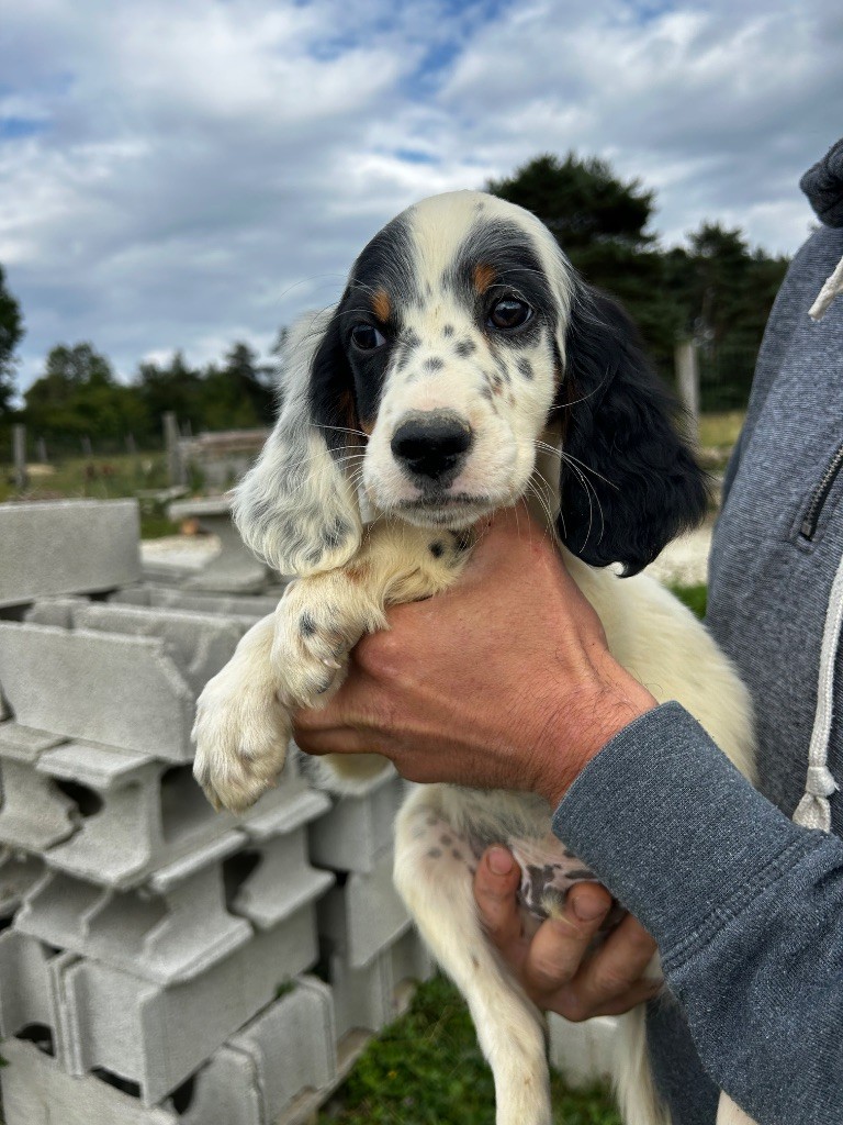 De La Terrible Menée - Chiots disponibles - Setter Anglais