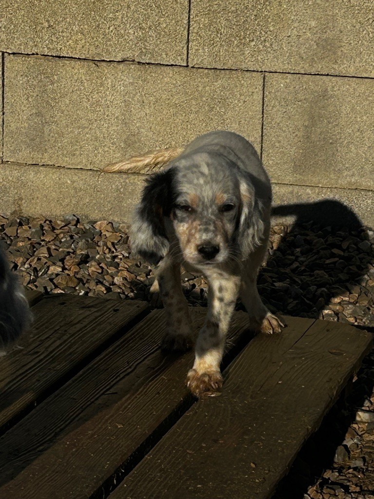 De La Terrible Menée - Chiots disponibles - Setter Anglais
