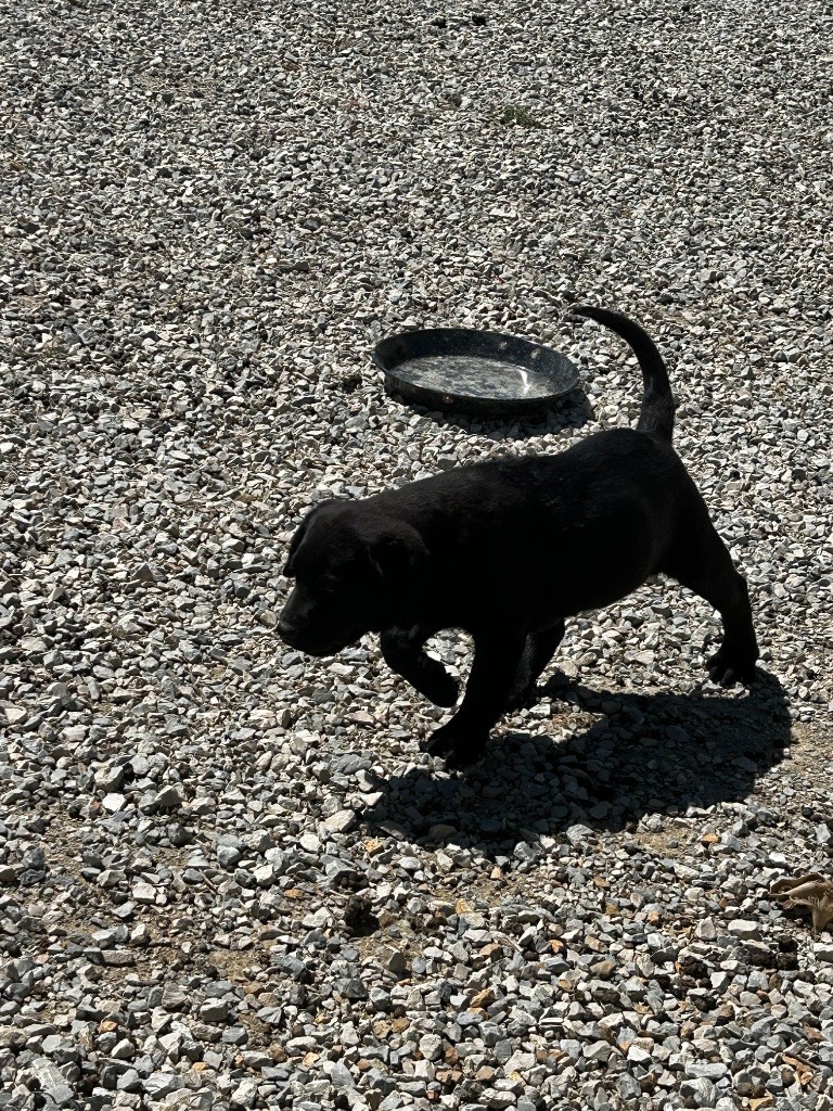 De La Terrible Menée - Chiots disponibles - Labrador Retriever