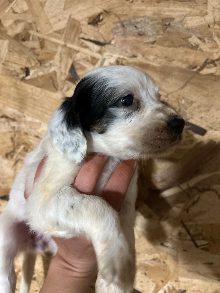 De La Terrible Menée - Chiots disponibles - Setter Anglais