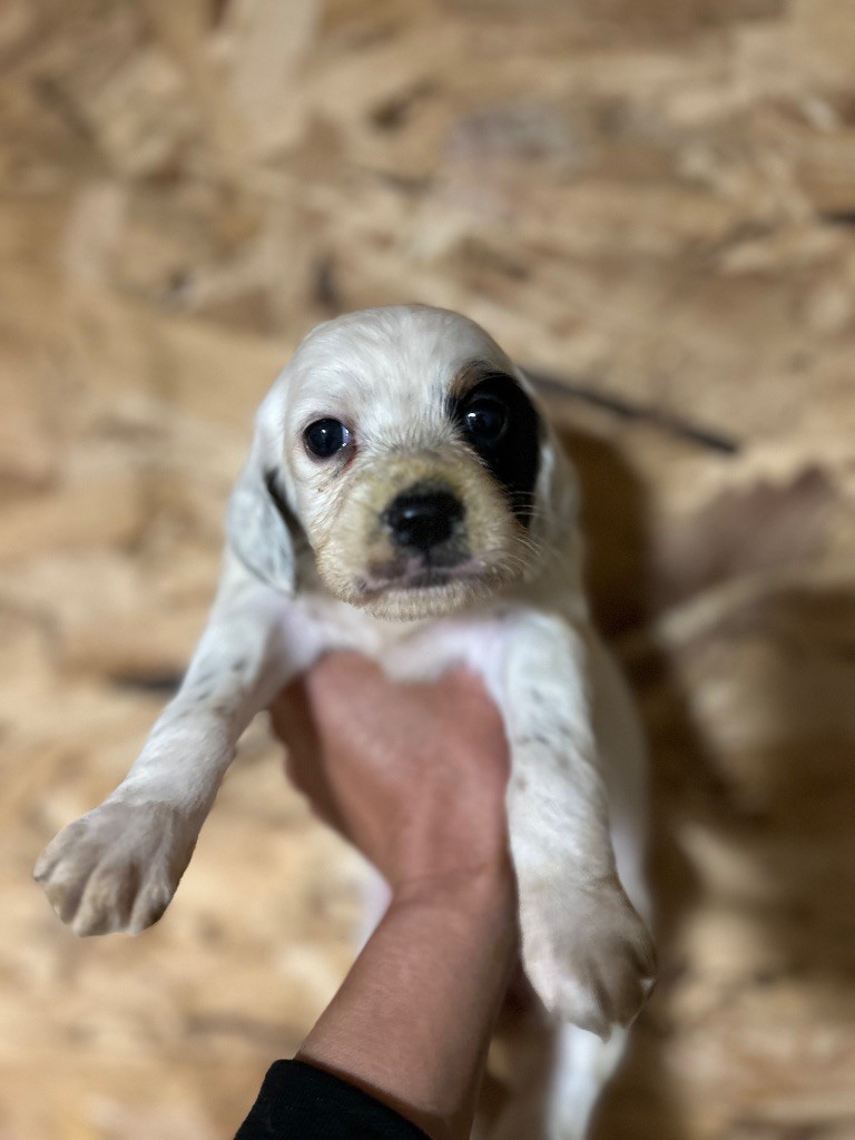 De La Terrible Menée - Chiots disponibles - Setter Anglais