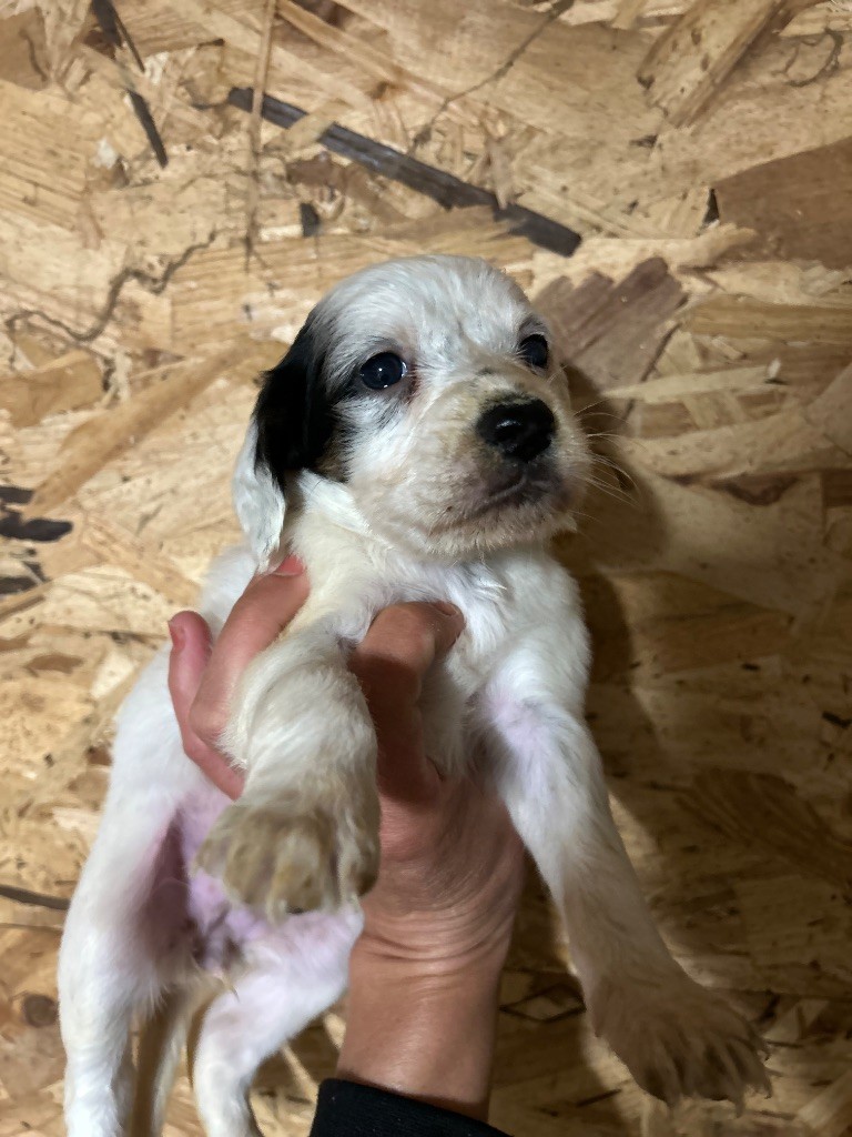 De La Terrible Menée - Chiots disponibles - Setter Anglais